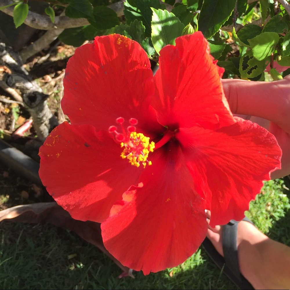 Meet your Posher, Marcy @Kahelelani 🌺